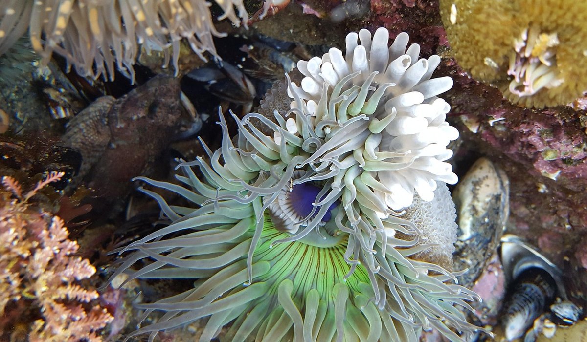 Choosing Binoculars for Coastal Wildlife Watching